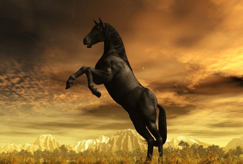 Black Horse Rearing — Brown, Dramatic