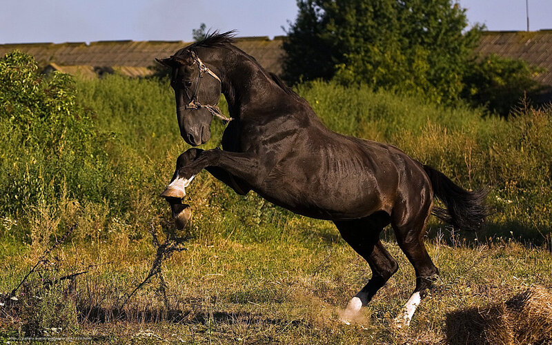 Black Horse Rearing — Brown, Dynamic, Afternoon