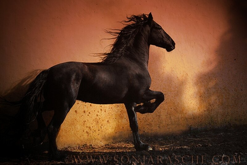 Black Horse Rearing — Brown