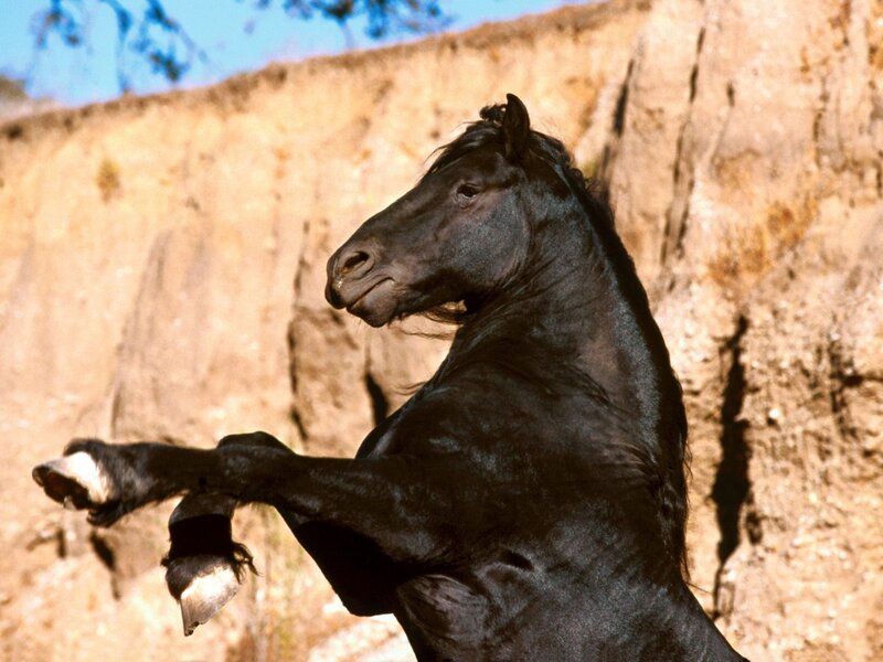 Black Horse Rearing — Dramatic, Afternoon, Photograph, Cliff