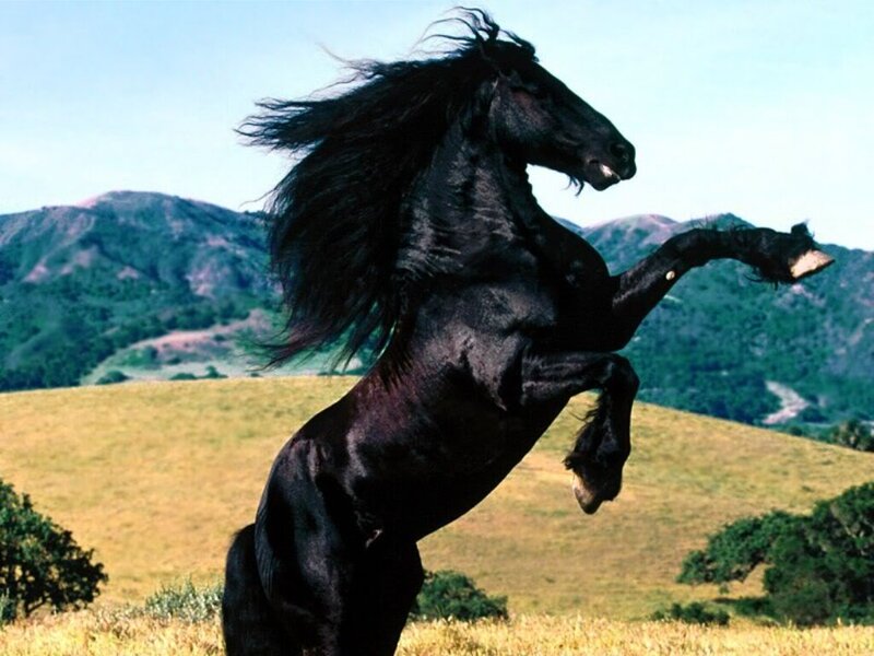 Black Horse Rearing — Dramatic, Afternoon, Photograph, Grassland
