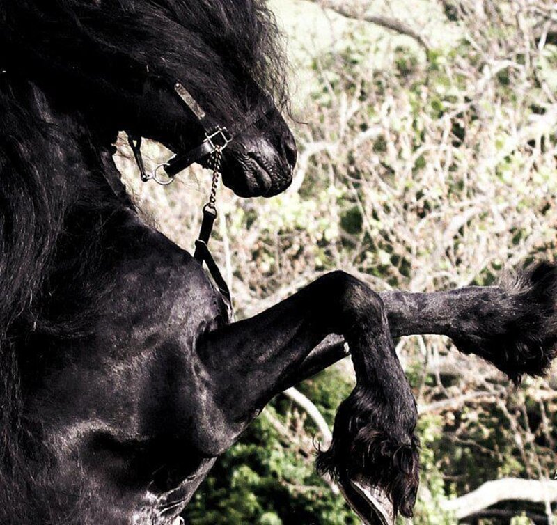 Black Horse Rearing — Dramatic, Afternoon, Photograph, Trees