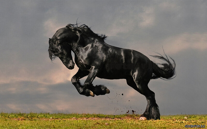 Black Horse Rearing — Dramatic, Afternoon