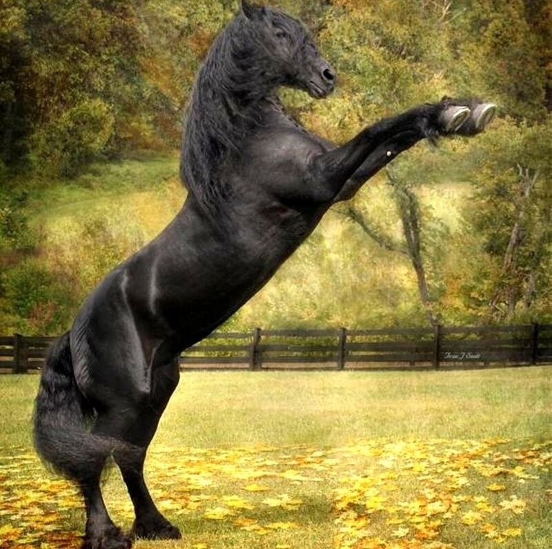 Black Horse Rearing — Dramatic, Autumn