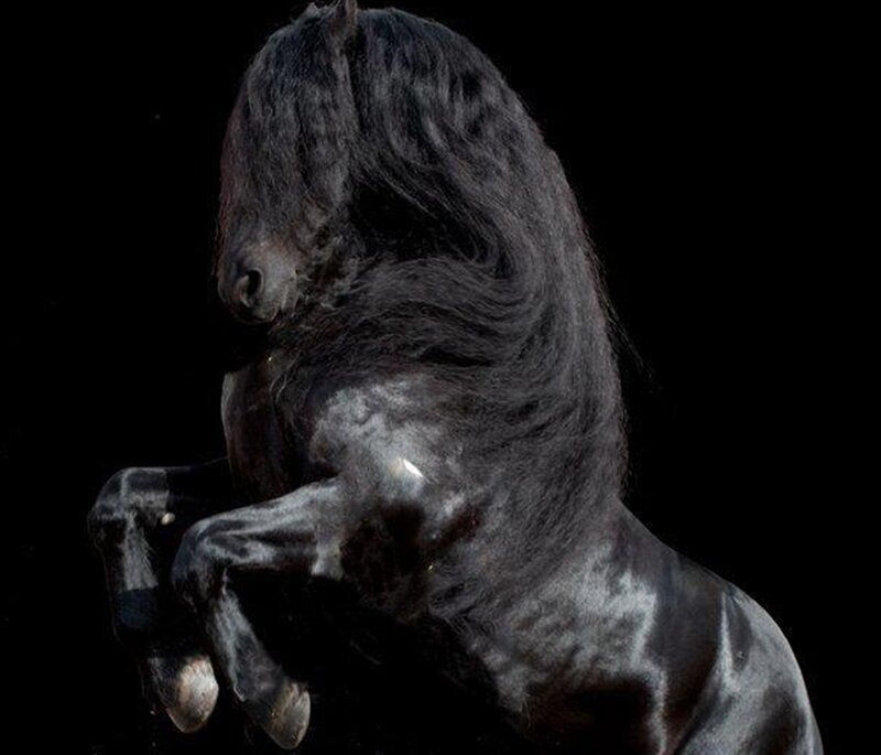 Black Horse Rearing — Dramatic, Photograph