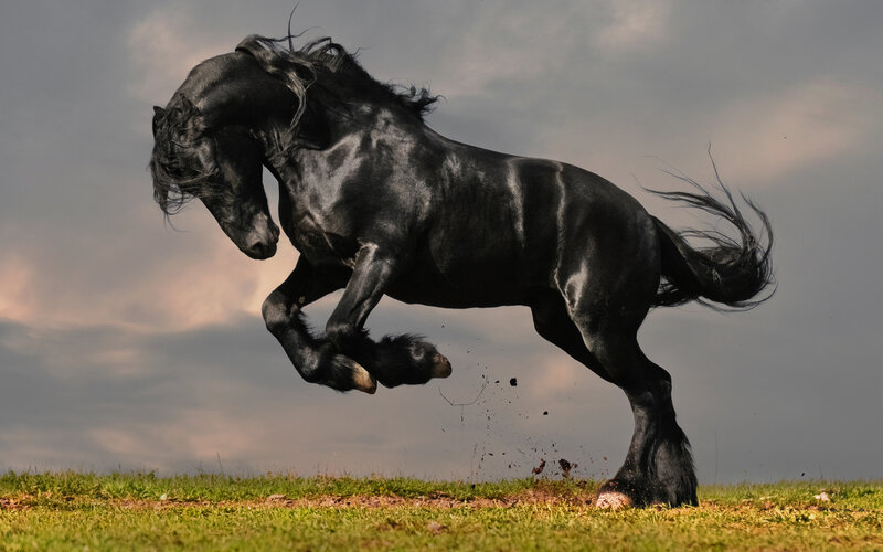 Black Horse Rearing — Dramatic, Sunset, Photograph