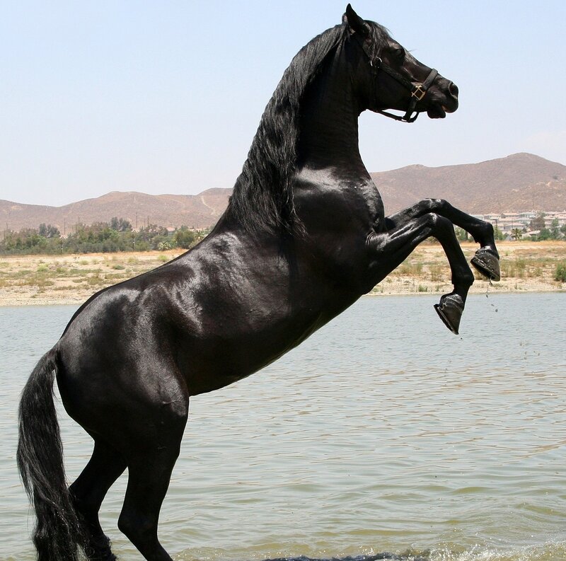 Black Horse Rearing — Dramatic