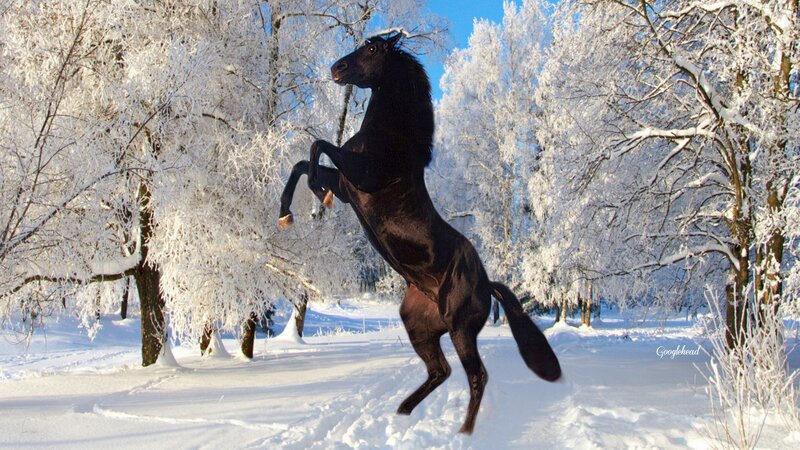 Black Horse Rearing — Dramatic, Winter