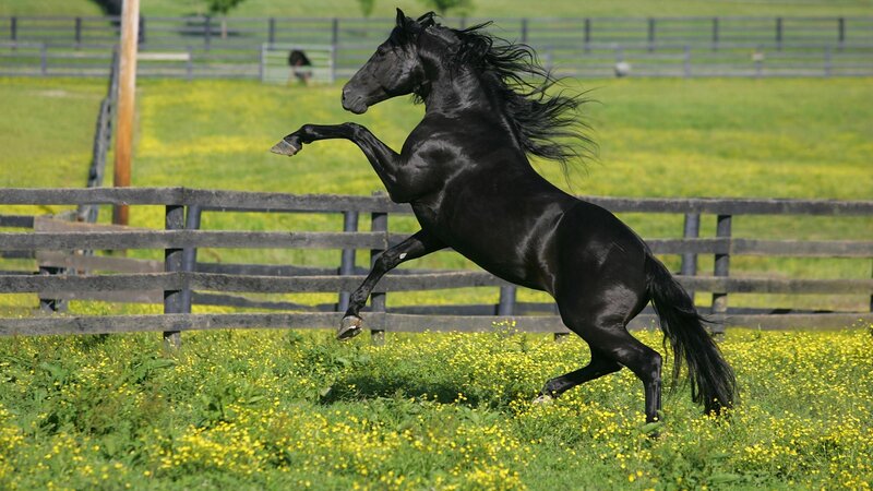 Black Horse Rearing — Dynamic, Afternoon, Photograph, Fence, Field