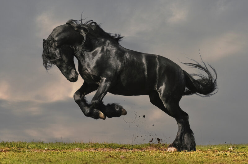 Black Horse Rearing — Dynamic, Afternoon, Photograph, Grass