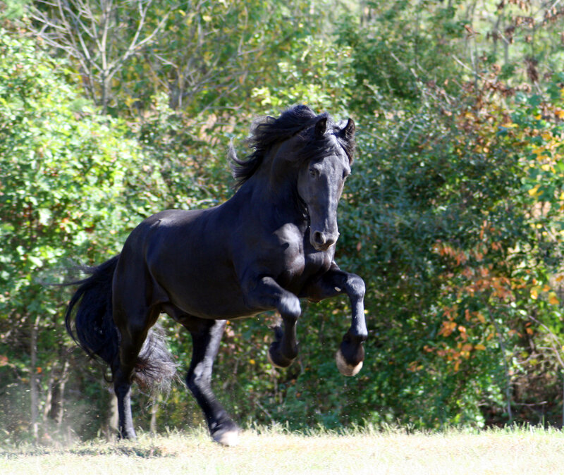 Black Horse Rearing — Dynamic, Afternoon, Photograph, Grass, Trees, Green