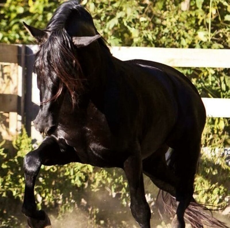 Black Horse Rearing — Dynamic, Afternoon, Photograph