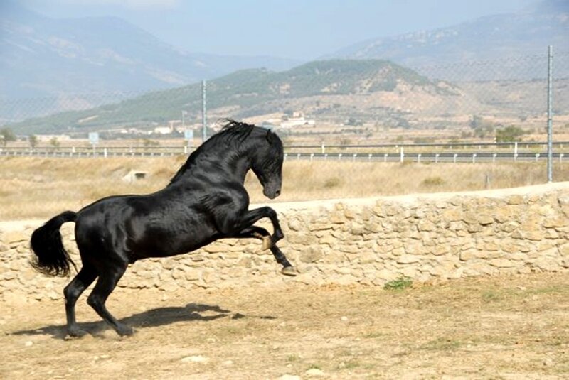 Black Horse Rearing — Dynamic, Afternoon