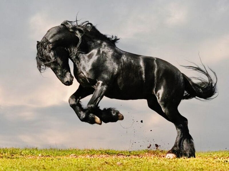 Black Horse Rearing — Dynamic, Photograph