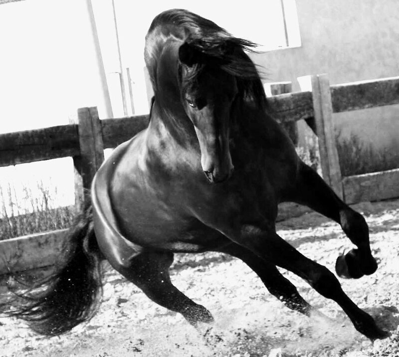 Black Horse Rearing — Dynamic
