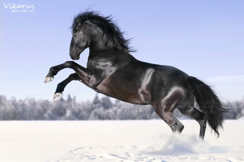 Black Horse Rearing — Dynamic, Winter
