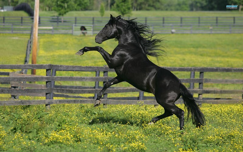 Black Horse Rearing — Green, Dynamic, Afternoon, Photograph, Fence, Grass, Flowers