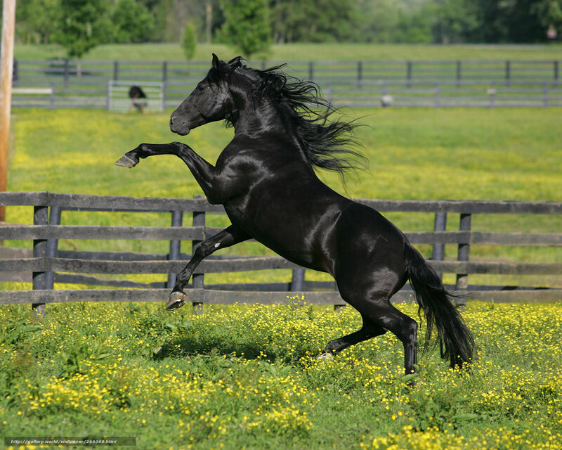 Black Horse Rearing — Green, Dynamic, Afternoon, Photograph, Fence