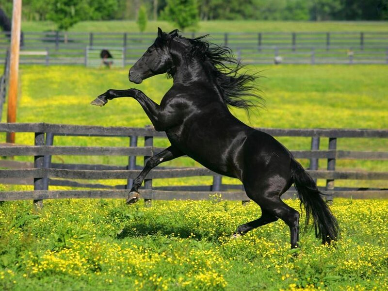 Black Horse Rearing — Green, Dynamic, Afternoon