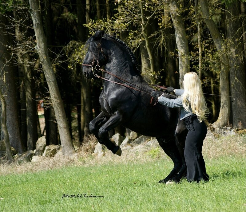 Black Horse Rearing — Green, Dynamic