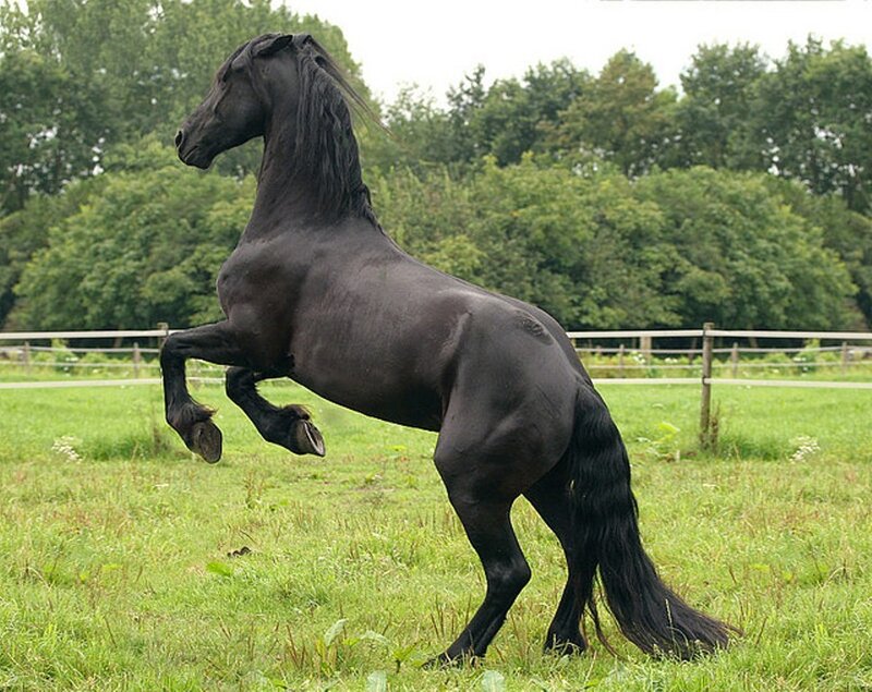 Black Horse Rearing — Green