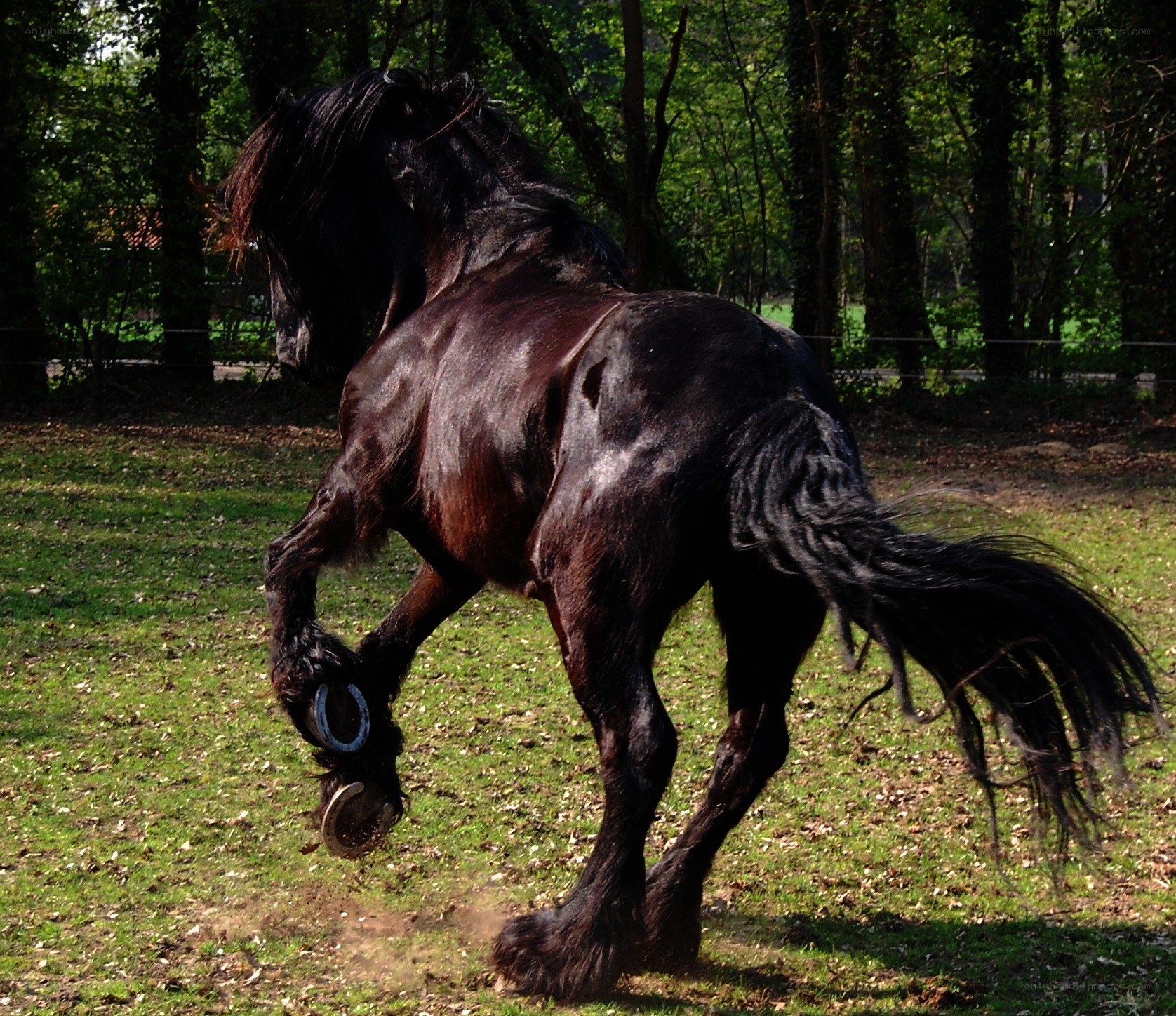 Black horse rearing in a field
