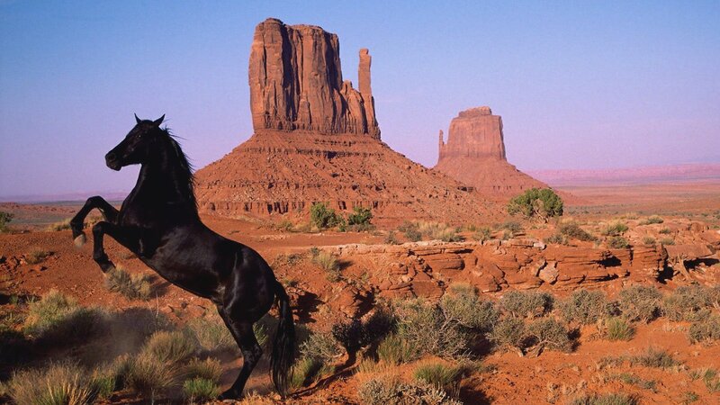 Black horse rearing in desert