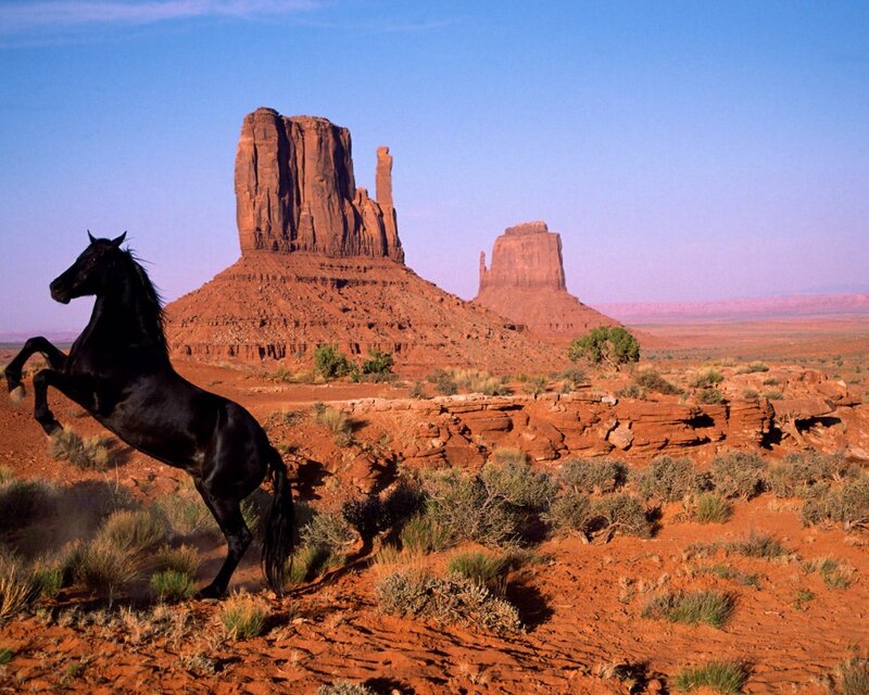Black horse rearing in desert