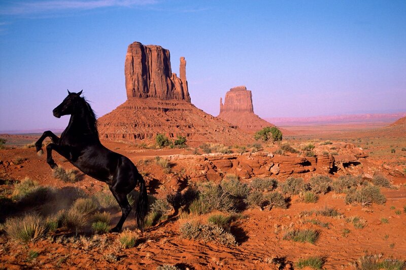 Black horse rearing in desert