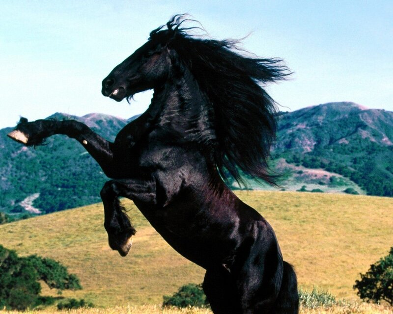 Black horse rearing in field
