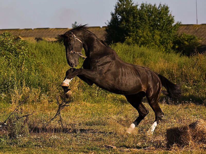 Black horse rearing in field