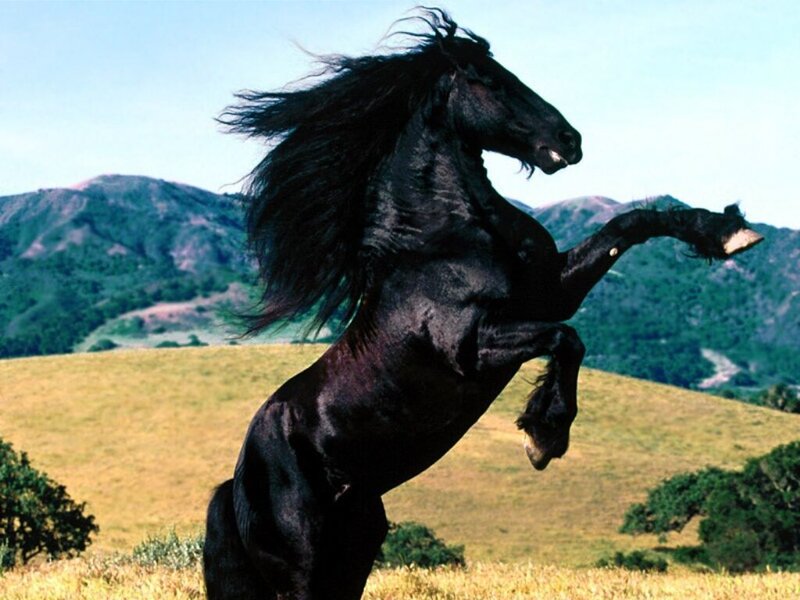 black horse rearing in field
