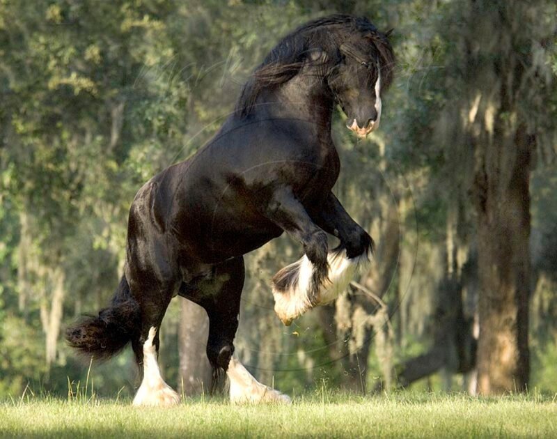 black horse rearing in field