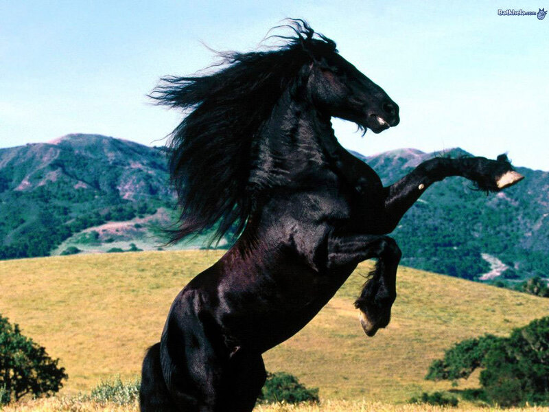 Black horse rearing in field