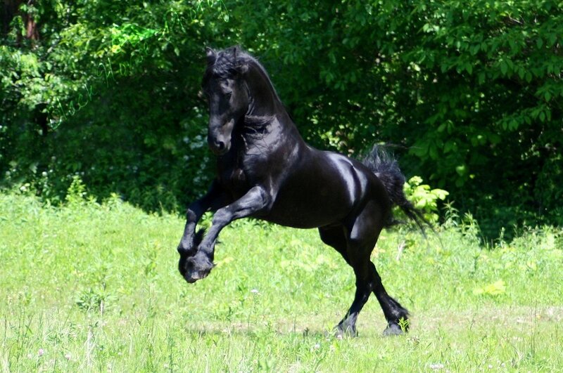 Black horse rearing in field