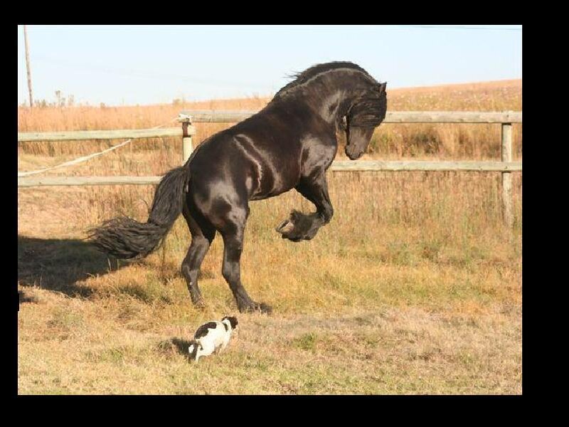 Black horse rearing in field
