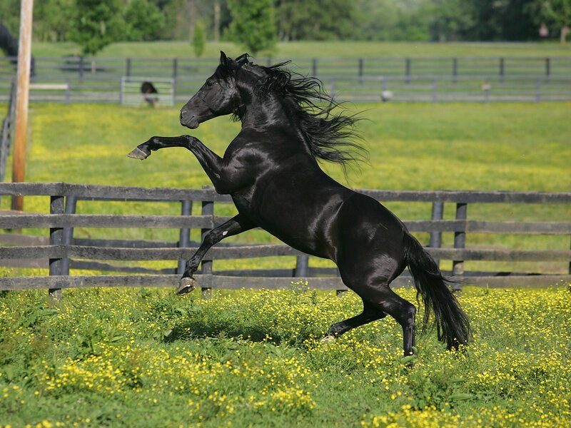 Black horse rearing in field