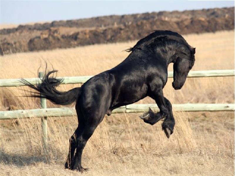 black horse rearing in field