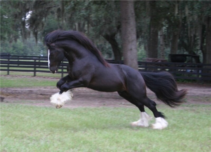 black horse rearing in field
