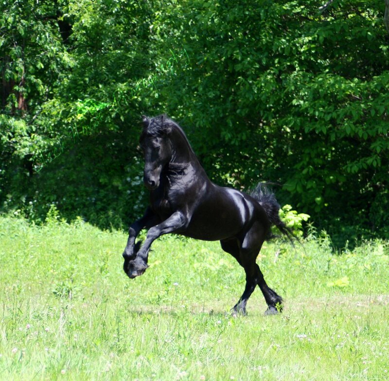 Black horse rearing in field
