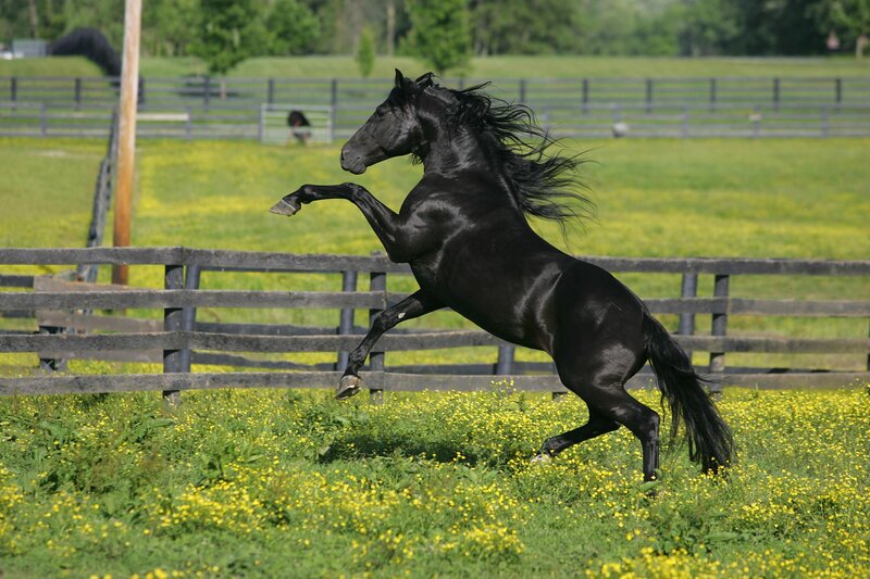 Black horse rearing in field