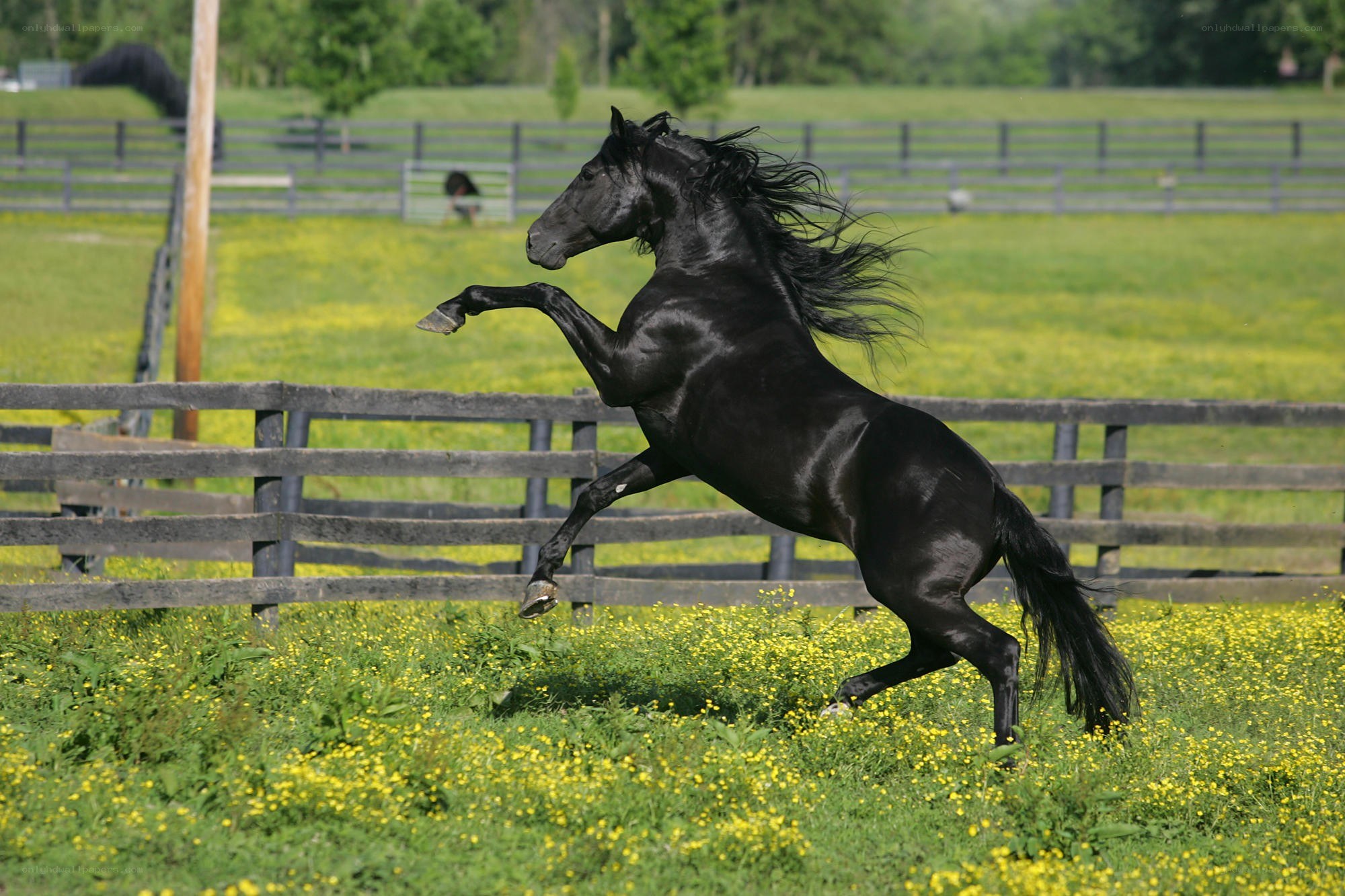 Black horse rearing in field