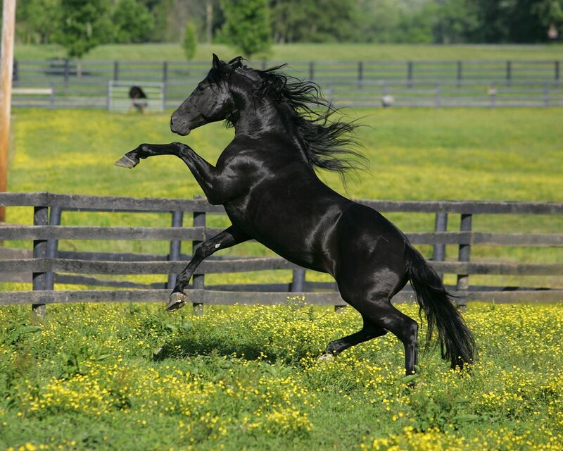 Black horse rearing in field
