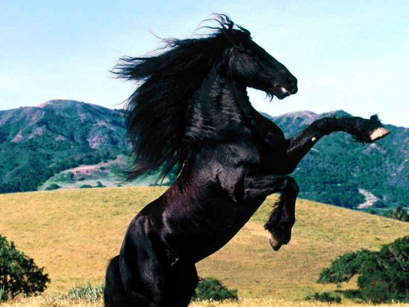 Black horse rearing in field