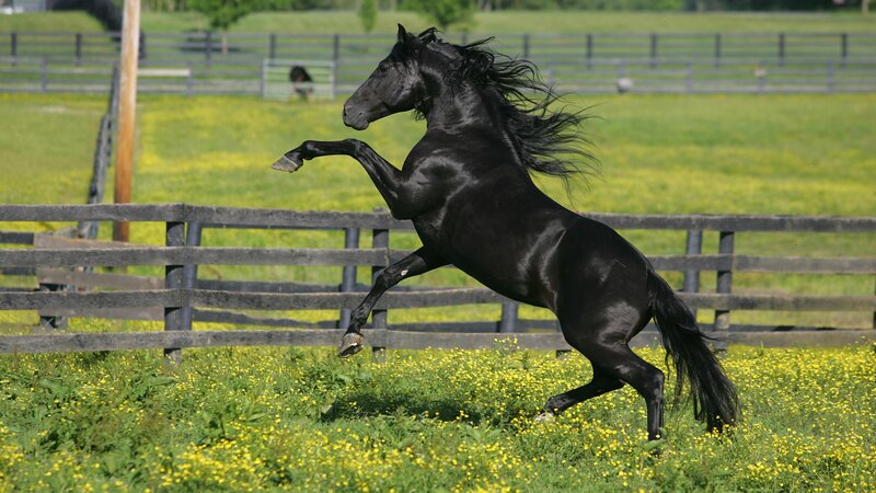 Black horse rearing in field