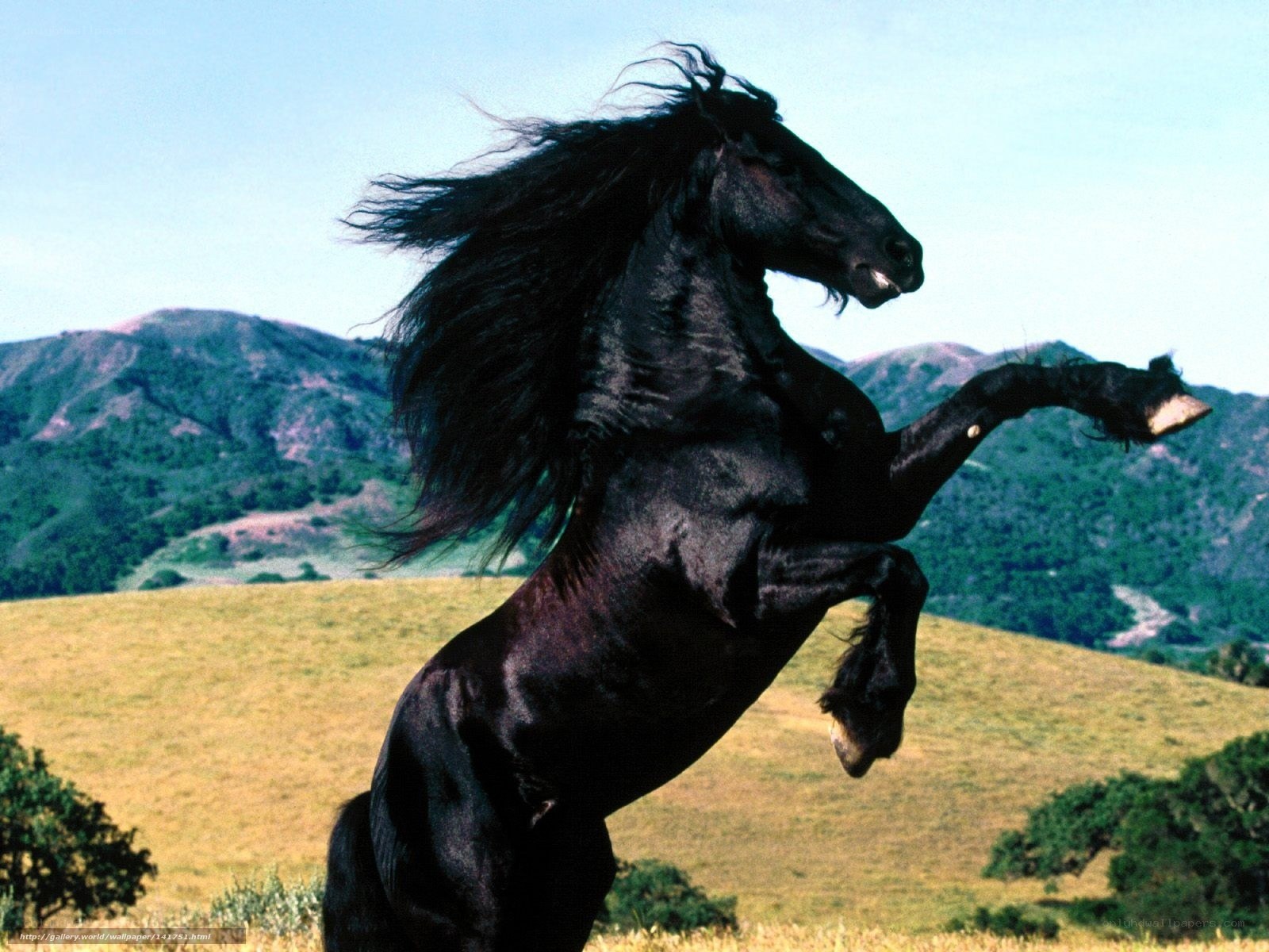 Black horse rearing in field