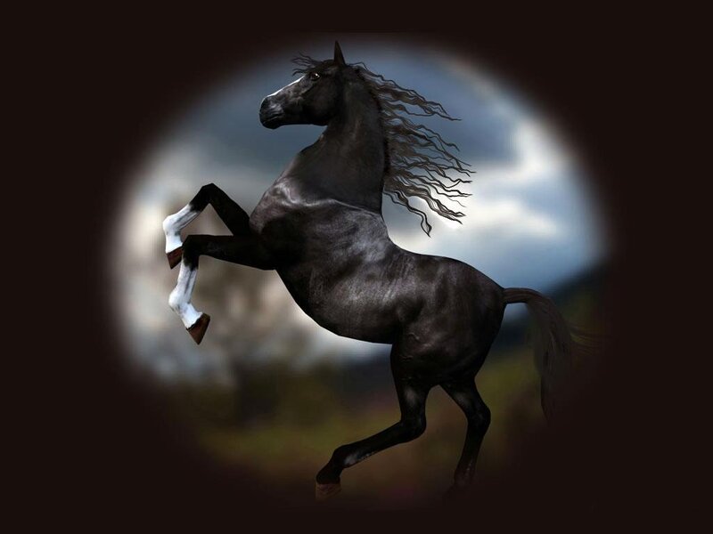 black horse rearing in moonlight