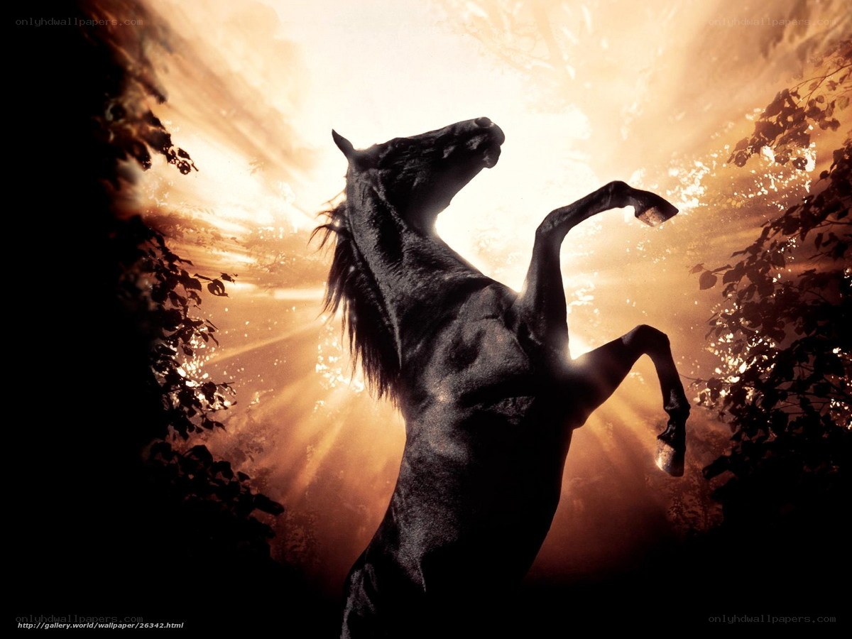 Black horse rearing in sunlight