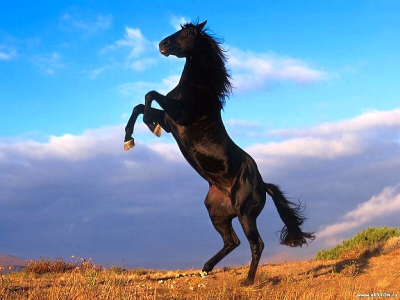 Black horse rearing on hill