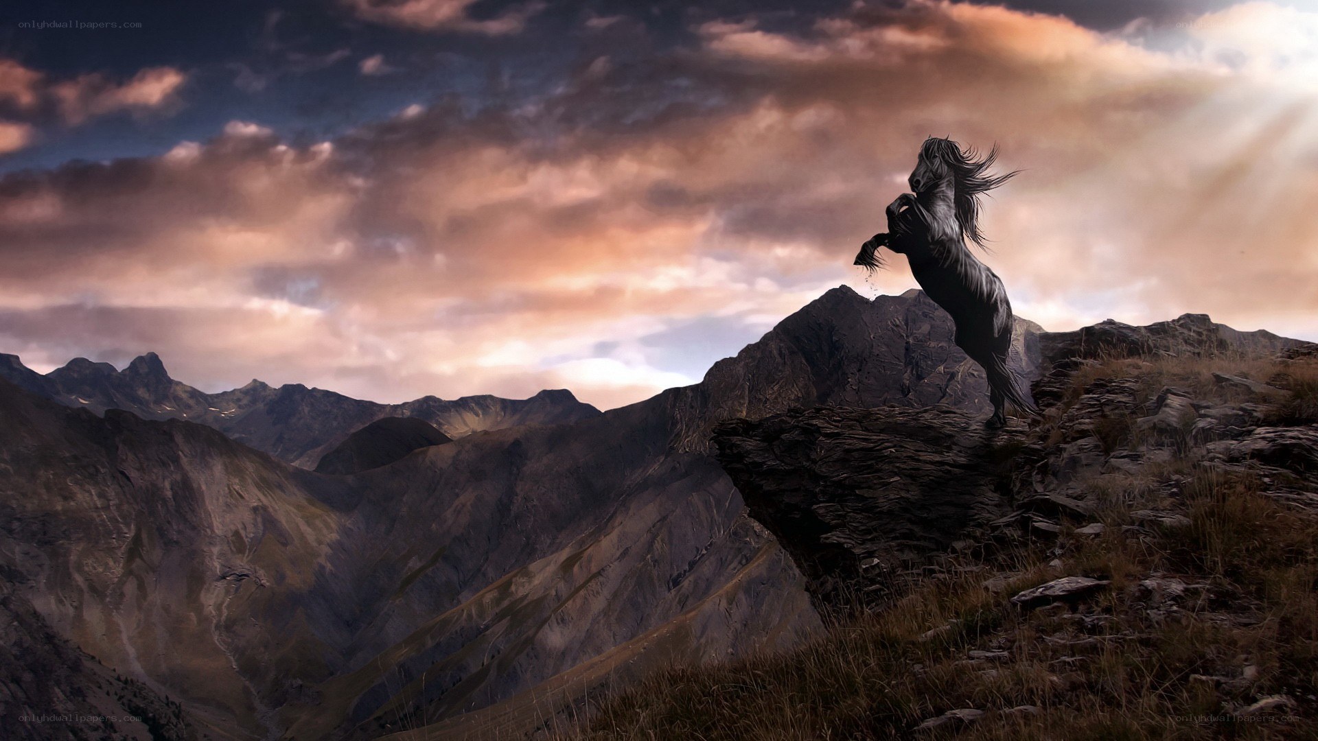 Black horse rearing on mountain